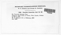 Puccinia franseriae image